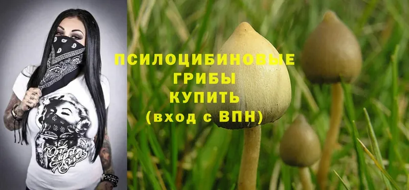 Псилоцибиновые грибы Psilocybine cubensis  наркошоп  Котельники 